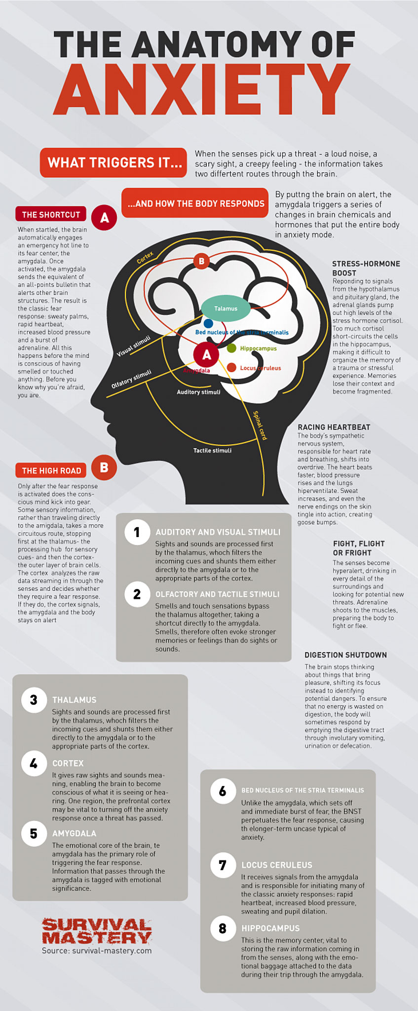 The Anatomy Of Anxiety - Infographic - Media Chomp