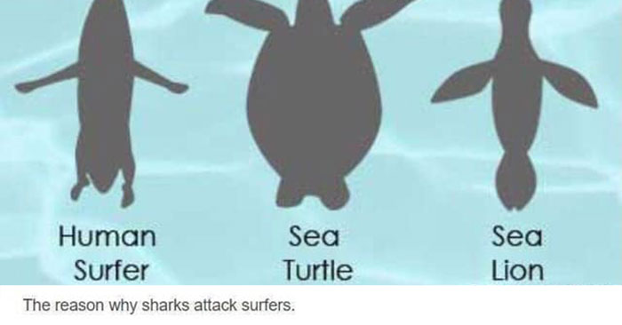 The Reason Why Sharks Attack Surfers - Media Chomp