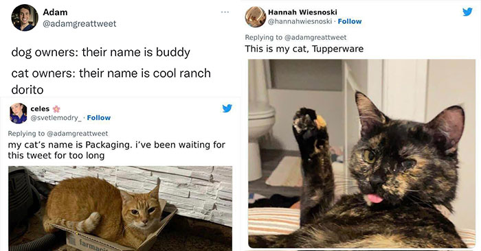 Funny Cat Names - Media Chomp